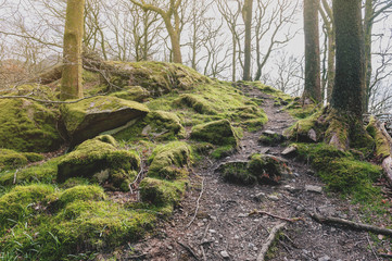 Clumps of moss on stones and trees at White Moss Walks, scenic forest recreational area in Ambleside, Lake District National Park in South Lakeland, England, UK