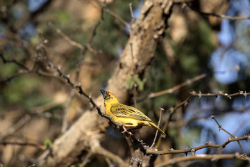 Colorful African masked weaver, Ploceus velatus, northern Namibia