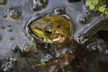 Fototapeta premium Fantastic Bullfrog in the Swamp of Barataria Preserve