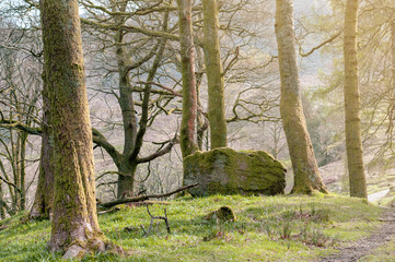 White Moss Walks, scenic forest recreational area by River Rothay in Ambleside, Lake District National Park in South Lakeland, England, UK