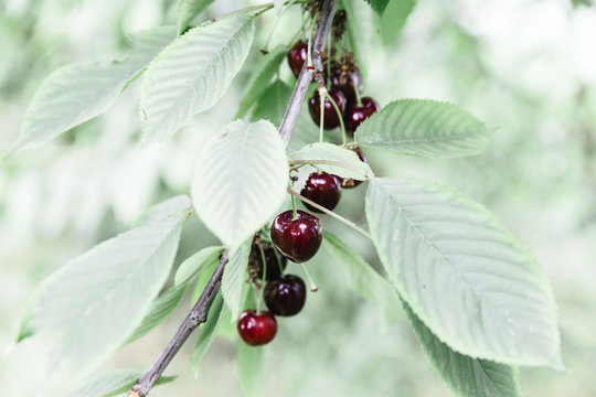 Ripe cherries hanging from the tree, waiting to be picked.