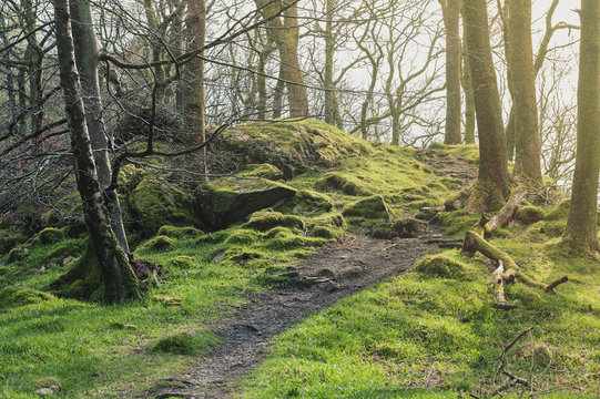 Clumps of moss on stones and trees at White Moss Walks, scenic forest recreational area in Ambleside, Lake District National Park in South Lakeland, England, UK