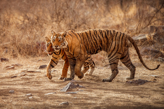 Tigress and cute cub in amazing nature habitat. Tigers in the golden light. Wildlife scene with danger animals. Hot summer in India. Dry area with beautiful indian tiger, Panthera tigris tigris