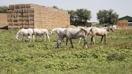Beautiful Horses At The Farm Feeding at Pasture