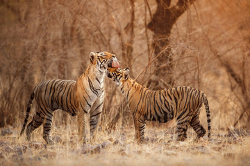 Tigress and cute cub in amazing nature habitat. Tigers in the golden light. Wildlife scene with danger animals. Hot summer in India. Dry area with beautiful indian tiger, Panthera tigris tigris