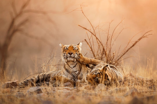 Fototapeta Tigress and cute cub in amazing nature habitat. Tigers in the golden light. Wildlife scene with danger animals. Hot summer in India. Dry area with beautiful indian tiger, Panthera tigris tigris