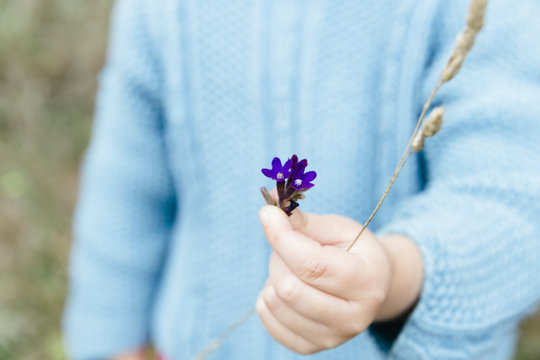 Little Girl Wearing A Blue Knitted Jumper Showing A Bunch Of Tiny Little Purple Flowers.