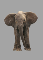Young elephant on an isolated background.