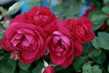 a beautiful bud of scarlet flowering roses