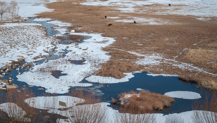 Animals peacefully grazing near a frozen lake in the mountains