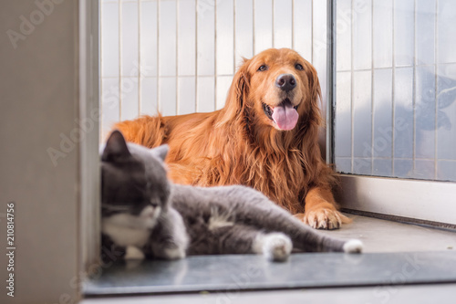 Golden Retriever And British Short Hair Cat Stock Photo And