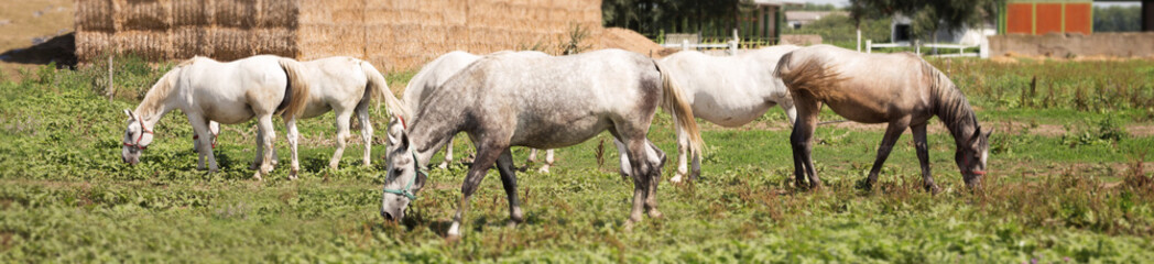 Beautiful Horses At The Farm Feeding at Pasture