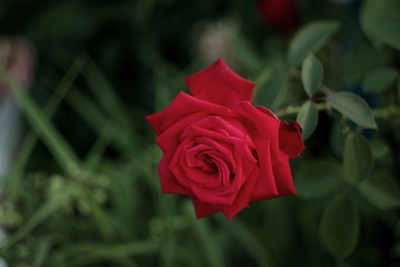 a beautiful bud of scarlet flowering roses