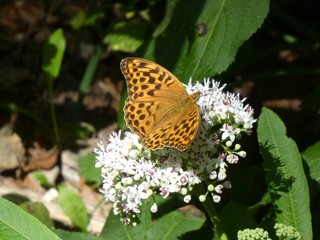brown orange butterfly on a leaf 
