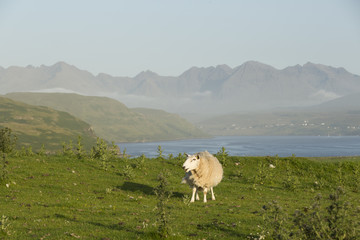 Obraz premium Grazing sheep Isle of Skye