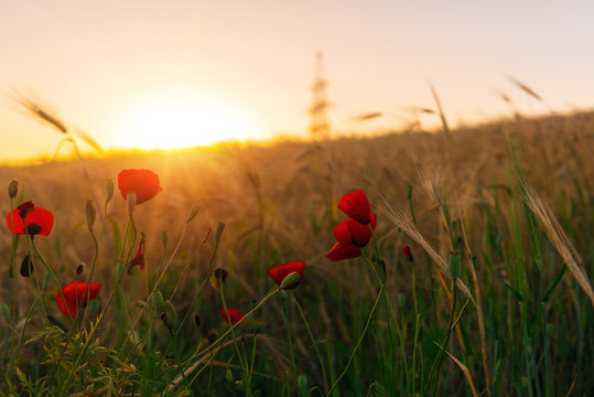 Red poppies in the field at dawn