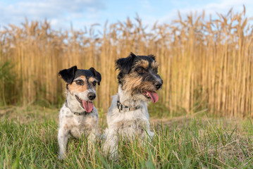 Jack Russell Terrier. Two small cute dogs sit in summer in front of a cornfield on a green meadow