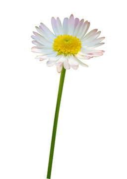 Daisy or chamomile flower isolated on white background, vector illustration photo realistic macro.