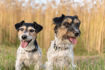 Jack Russell Terrier. Two small cute dogs sit in summer in front of a cornfield on a green meadow