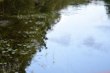 Fototapeta na wymiar background water algae