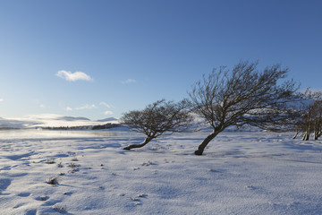 Loch Tulla trees