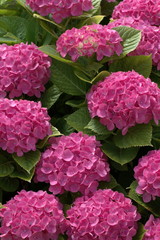 Large pink hydrangeas against the background of green leaves