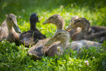 young indian runner duck in the garden