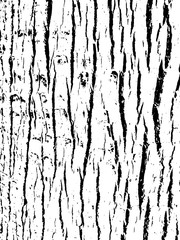 Tree bark texture. Wooden background for graphic design.