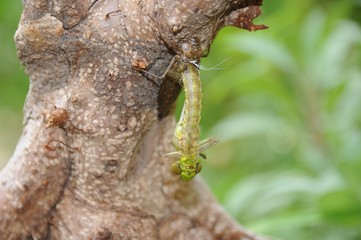 Geburt einer Libelle