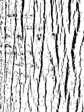 Tree bark texture. Wooden background for graphic design.