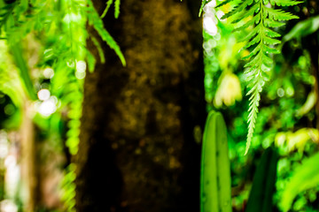 Green leaves in the garden.