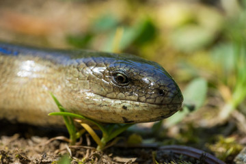 Close up of Anguis fragilis (Slow Worm) in Natural Habitat. Male