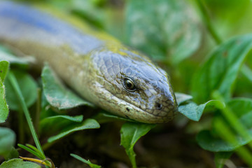 Slow Worm (Anguis fragilis) in Natural Habitat. Male