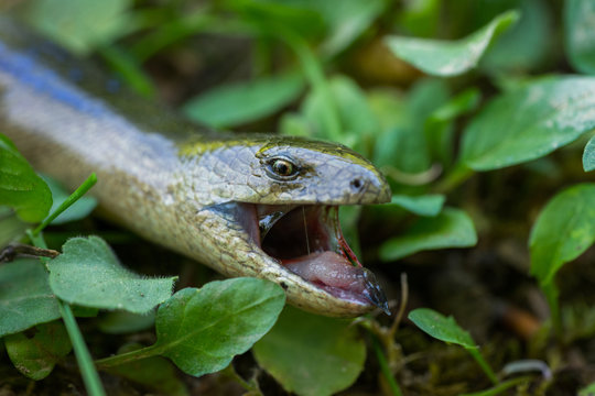 Close up of Anguis fragilis (Legless Lizard) in Natural Habitat, with its tongue feeling the air