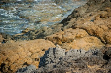 Fuerte Ventura Urlaub Küste Insel