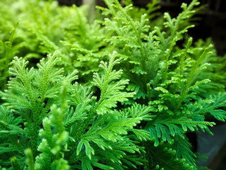 close up view of green flesh plant. A texture of tiny detailed green leaf plant.