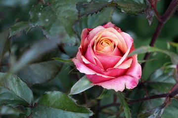 pink rose with orange seridine
