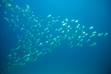 Fototapeta na wymiar group of fish swimming