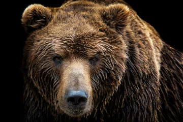 Foto op Plexiglas Front view of brown bear isolated on black background. Portrait of Kamchatka bear (Ursus arctos beringianus) © Lubos Chlubny