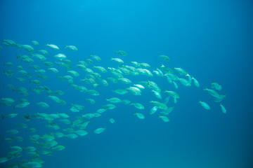 group of fish swimming