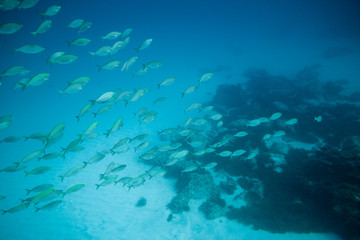 group of fish swimming in the reef