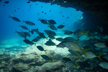 Fototapeta na wymiar group of fishes swimming