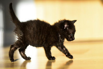 Little sweet black kitten.Little sweet black kitten.