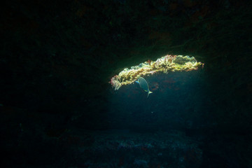 Obraz premium fish swims near an opening