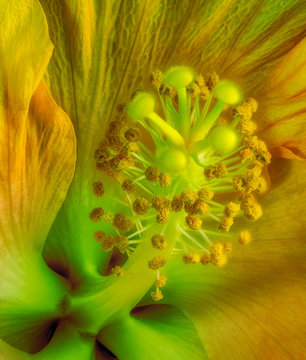 Fine art still life floral neon colorful macro flower image of the pistil of a single isolated blooming open yellow green hibiscus blossom with detailed texture