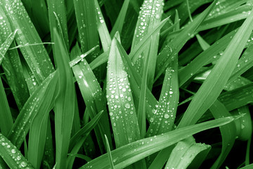Fototapeta premium Grass with dew drops on it in green color.