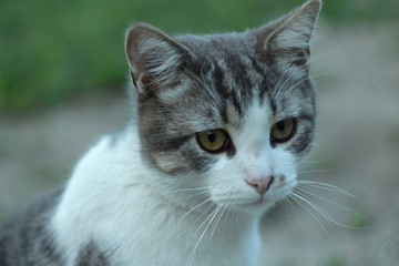 close-up portrait of a cat