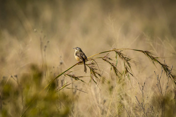 A small bird on a grass root in a grass fiels
