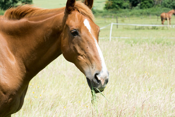 Horse outside grazing in a sunny field of grass