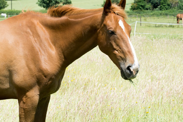 Horse outside grazing in a sunny field of grass